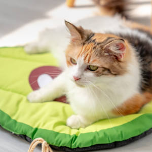 Niedliche Haustier kühl matte Früchte Form Haustier matte Wassermelone Sommer hund Kühl matte Pad - Product Image 3