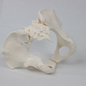 Modèle pelvien féminin articulé à l'échelle 1:1, squelette dynamique de hanche et de sacrum humains, outil pédagogique pour l'enseignement de l'anatomie pelvienne - Product Image 3