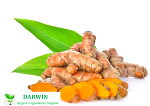 100% 순수 천연 유기농 투메르 뿌리 추출물/기수 curcumae 추출물 - Product Image 2
