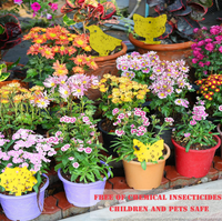 Pièges collants décoratifs irréguliers personnalisés, design élégant et discret, parfaits pour les étagères de plantes d'intérieur et le jardin domestique