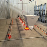 Nouvelle machine d'élevage de poulets de chair, équipement avicole, ligne d'alimentation et d'abreuvement automatique, capacité de 1000 à 10000 poulets