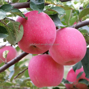 แอปเปิ้ลฟูจิจีนออร์แกนิก เกรด 1 จากซานตง รสหวานคล้ายฟูจิ - Product Image 5