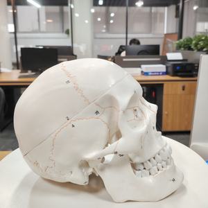 Modelo de <span class=keywords><strong>cráneo</strong></span> Digital etiquetado con sutura de hueso grande Natural DARHMMY con 3 piezas para ciencia médica - Product Image 3