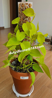 Nouvelle idée 2022 poteaux de mousse en plastique nid d'abeille plante escalade support fixe mousse colonne support tiges de support bâtons de noix de coco support