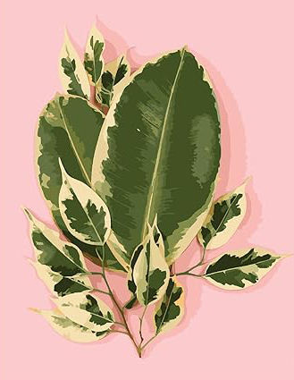 Color As Picture Shown