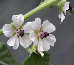 Bulk Supply Pure Água <span class=keywords><strong>Natural</strong></span> Solúvel <span class=keywords><strong>Marshmallow</strong></span> Extrato Pó Althaea Officinalis <span class=keywords><strong>Root</strong></span> <span class=keywords><strong>Extract</strong></span> para Suplemento - Product Image 3