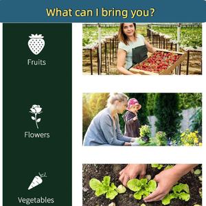 بيت أخضر صغير ، نفقي محمول ، مع باب سحاب ملفوف ، مقاوم للأشعة فوق البنفسجية ، من الدفيئة ، شفاف - Product Image 2