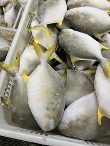 Competitivo pomfret dorato pompano dorato congelato esportatore cinese importatore <span class=keywords><strong>di</strong></span> pesce congelato <span class=keywords><strong>di</strong></span> <span class=keywords><strong>mare</strong></span> - Product Image 6