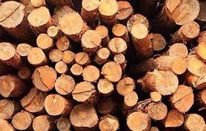 Máquina de aserrín trituradoras de madera multifuncionales maquina para hacer <span class=keywords><strong>aserrin</strong></span> - Product Image 2