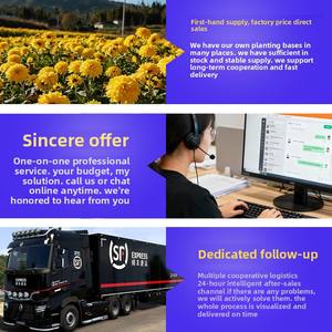 Nouveaux produits en gros : Longanes séchées à chair et peau épaisses, prêtes à consommer, spécialité pour bouillie et <span class=keywords><strong>soupe</strong></span>, à tremper dans l'eau, vente directe usine - Product Image 4