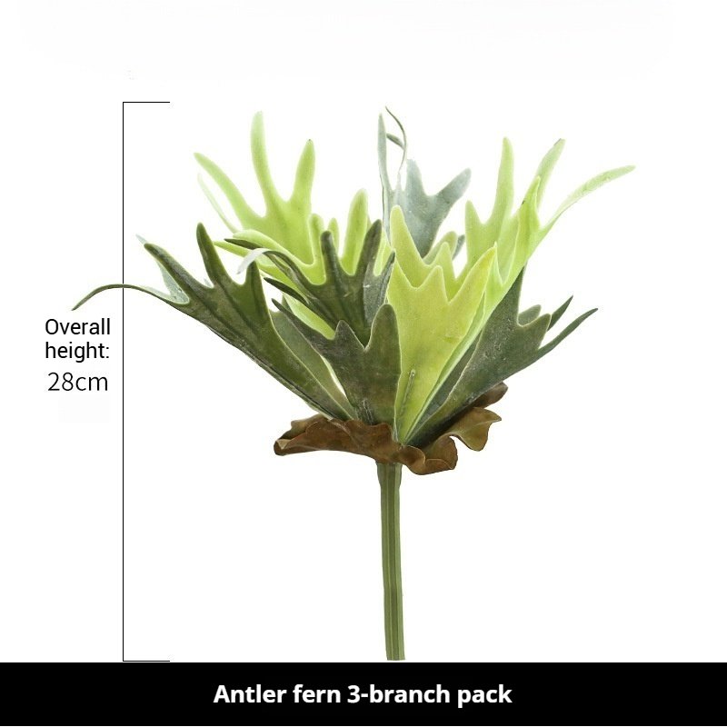 3 branches of staghorn fern