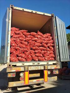 Cebola Orgânica Fresca de Melhor Qualidade, Preço de Atacado Barato, Cebola Amarela Fresca / Cebola Grande para Exportação - Product Image 2