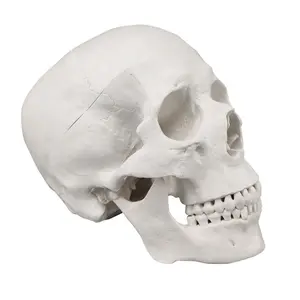 人体颅骨骨模型真人大小复制品解剖解剖成人头部模型，医学教学骨骼头部