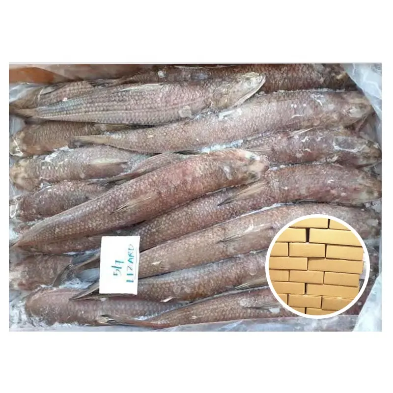 Seafood Supplier 200-300g Carton Packing Frozen Lizard Fish
