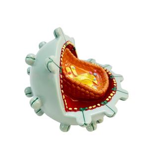 고등학교 생물학 교구 <span class=keywords><strong>HIV</strong></span> 바이러스 해부 모형 해부학적 바이러스 에이즈 세포 모형 - Product Image 3