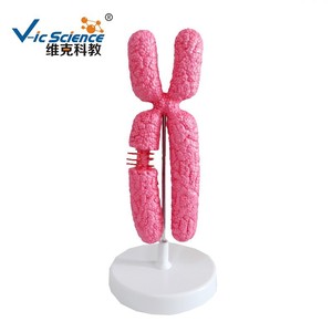 Modelo de cromosoma genético biológico ampliado 10.000 veces para demostraciones de enseñanza médica. - Product Image 5