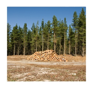 Solid Wood Logs Round Rustic Material for Hotel Furniture Outdoor Use with Contemporary Design and 5+ Year Warranty - Product Image 2