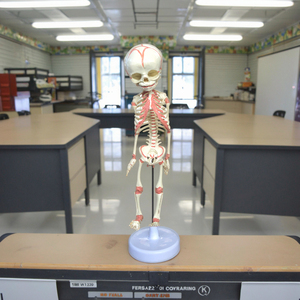 Esqueleto <span class=keywords><strong>de</strong></span> feto <span class=keywords><strong>de</strong></span> <span class=keywords><strong>30</strong></span> <span class=keywords><strong>semanas</strong></span> <span class=keywords><strong>de</strong></span> edad, modelo <span class=keywords><strong>de</strong></span> esqueleto Mini, modelo <span class=keywords><strong>de</strong></span> esqueleto <span class=keywords><strong>de</strong></span> plástico - Product Image 2