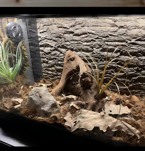 לוח גב מלבני בסגנון קלאסי ידידותי לסביבה, עשוי קליפת עץ טבעית, לקישוט נוף, קיר צמחים ירוק - Product Image 5