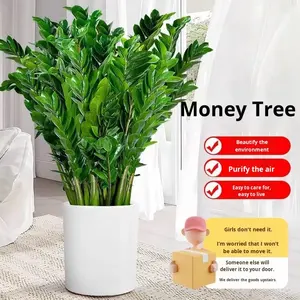 Plante verte d'intérieur, plante à feuilles persistantes, cadeau pour déménagement, fleur, plante verte, élimination du formaldéhyde, bonsaï de bureau, moderne et simple - Product Image 3