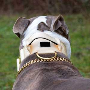 Hochwertiges taktisches Hundehalsband-Geschirrset Kampf-Nylon geschirr mit Metalls chnalle - Product Image 5