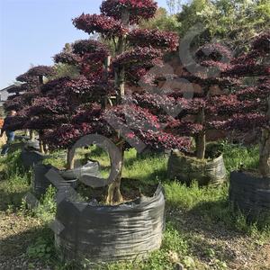 HOKBG Venta al por mayor vivero 72 galones jardín PP gran tamaño árbol planta <span class=keywords><strong>macetas</strong></span> <span class=keywords><strong>de</strong></span> plástico <span class=keywords><strong>de</strong></span> alta resistencia maceta duradera <span class=keywords><strong>macetas</strong></span> <span class=keywords><strong>de</strong></span> cultivo - Product Image 3