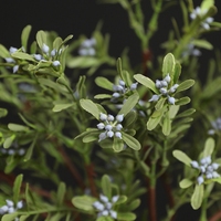 Künstliche Pflanzen Großhandel Natürliche Kunstblätter Plastikzweige Blumenarrangements Hochzeit Weihnachten Heimdekoration