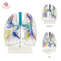 Modèle de poumons gonflables éducatifs avec tube pulmonaire, modèle de segment pulmonaire transparent agrandi, sciences médicales