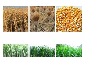 Machine électrique multifonctionnelle pour la transformation des aliments secs et humides pour porcs et bovins, déchiqueteuse de paille, tondeuse à aliments pour animaux - Product Image 6