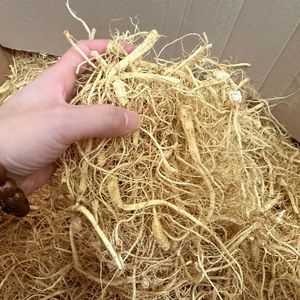 Akar Ginseng Asal Jilin, Cina, Penyimpanan Kering