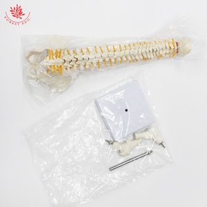 Modèle anatomique humain FRT017 taille moyenne enseignement médical colonne vertébrale avec modèle de squelette d'os de jambe aides pédagogiques médicales modèle de colonne vertébrale - Product Image 6