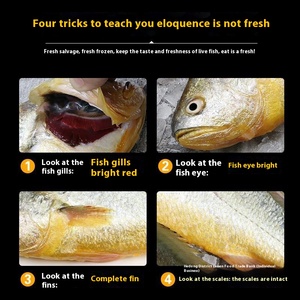 Taze canlı büyük sarı Croaker deniz balığı 2.5kg barbekü taze dondurulmuş ticari kullanım küçük sarı Croaker deniz ürünleri toptan - Product Image 2