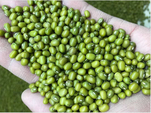 Semillas de brotes orgánicos Premium Sprouting Mung Beans para uso doméstico comercial Alta tasa de germinación Crecimiento rápido Fresh Free Chemical - Product Image 6