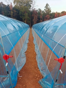 Serra in Plastica Agricola a Basso Costo, Lunga Durata, Vendita Calda, Alta Qualità, Serra a Tunnel Conveniente - Product Image 4