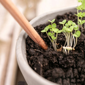 <span class=keywords><strong>Crayon</strong></span> écologique personnalisé avec logo, <span class=keywords><strong>crayon</strong></span> qui peut pousser en plantes, cadeau promotionnel - Product Image 4