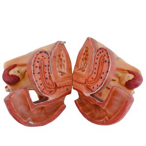 IN-M6 Pelve feminina modelo médico destacável com nervos do músculo do assoalho e genitais para demonstração e estudo da educação - Product Image 1