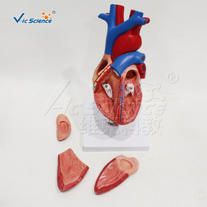 Cœur à haute précision, grossissement 1,5x, 4 composants, affichage des valves cardiaques détachables, outil pédagogique d'anatomie. - Product Image 4
