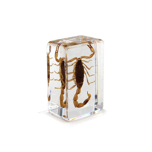 Nhà Máy Giá động vật thực taxidermy Bộ sưu tập tài nguyên giảng dạy paperweight lỗi trong nhựa côn trùng mẫu vật - Product Image 3