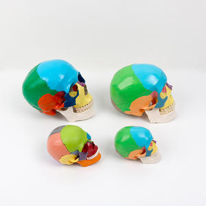 Multifunctional Artistic Coloring Skull Model Teaching Colored Simulated Bone Specimen Detachable Head <b>Science</b> <b>Engineering</b> <b>Toys</b> - Product Image 4