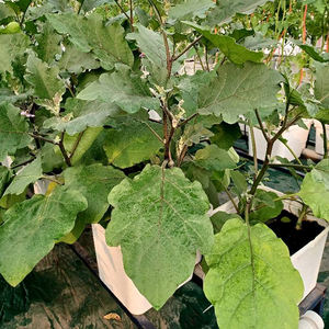 Compleet Hydrocultuur Nederlands Bloesemmerplantsysteem Voor Het Kweken Van Komkommer/Tomaat - Product Image 3