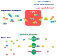 Complément alimentaire japonais à base de peptides de collagène hautement absorbables pour hommes