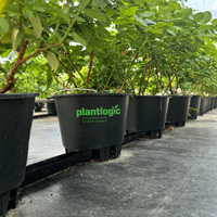 Pot Blueberry Plastik Tahan Lama Grosir, Bentuk Persegi dengan Lubang Drainase, Cocok untuk Luar Ruangan, Alas Piramida, Kaki Tinggi, 30L