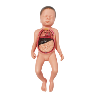 Simulateur de formation de compétences en soins infirmiers poupées d'enseignement médical Silicone nouveau-né bébé modèle avec organes internes cordon ombilical Placenta - Product Image 2