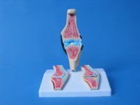 Modelo Anatómico de PVC para Ciencias Médicas, Cartón Blanco Pintado, Suministro Educativo para Artritis Reumatoide, Lugar de Origen