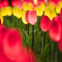 Lampu LED bunga Tulip buatan 24V, lampu dekorasi pernikahan liburan tahan air luar ruangan