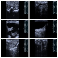 Instrumentos de ultrasonido médico certificado Ce pequeño veterinario/veterinario ultrasonido animales perro/caballo Usg precio de la máquina