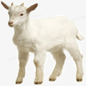 אבקת חלב עיזים טהורה באיכות גבוהה, תמצית חלב עיזים, אבקה מסיסה לחלוטין במים - Product Image 2