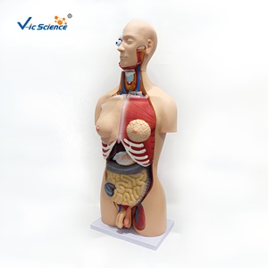 Modèle de torse masculin et féminin de 85 cm (23 pièces) en PVC pour la formation des infirmières et les sciences médicales - Product Image 2
