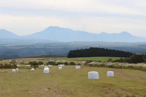 उच्च लचीला सिलेज लपेटें खिंचाव कृषि प्लास्टिक की फिल्म