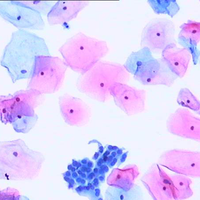 Adhesive Microscope Slides